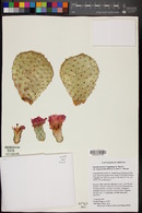 Opuntia basilaris var. longiareolata image