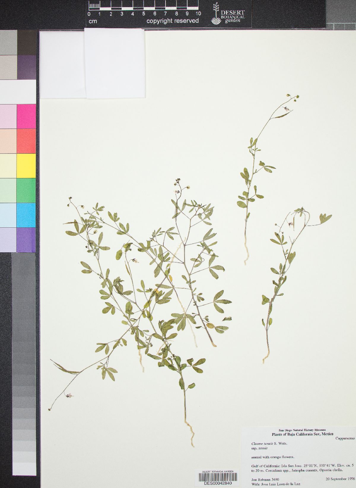 Cleome tenuis subsp. tenuis image