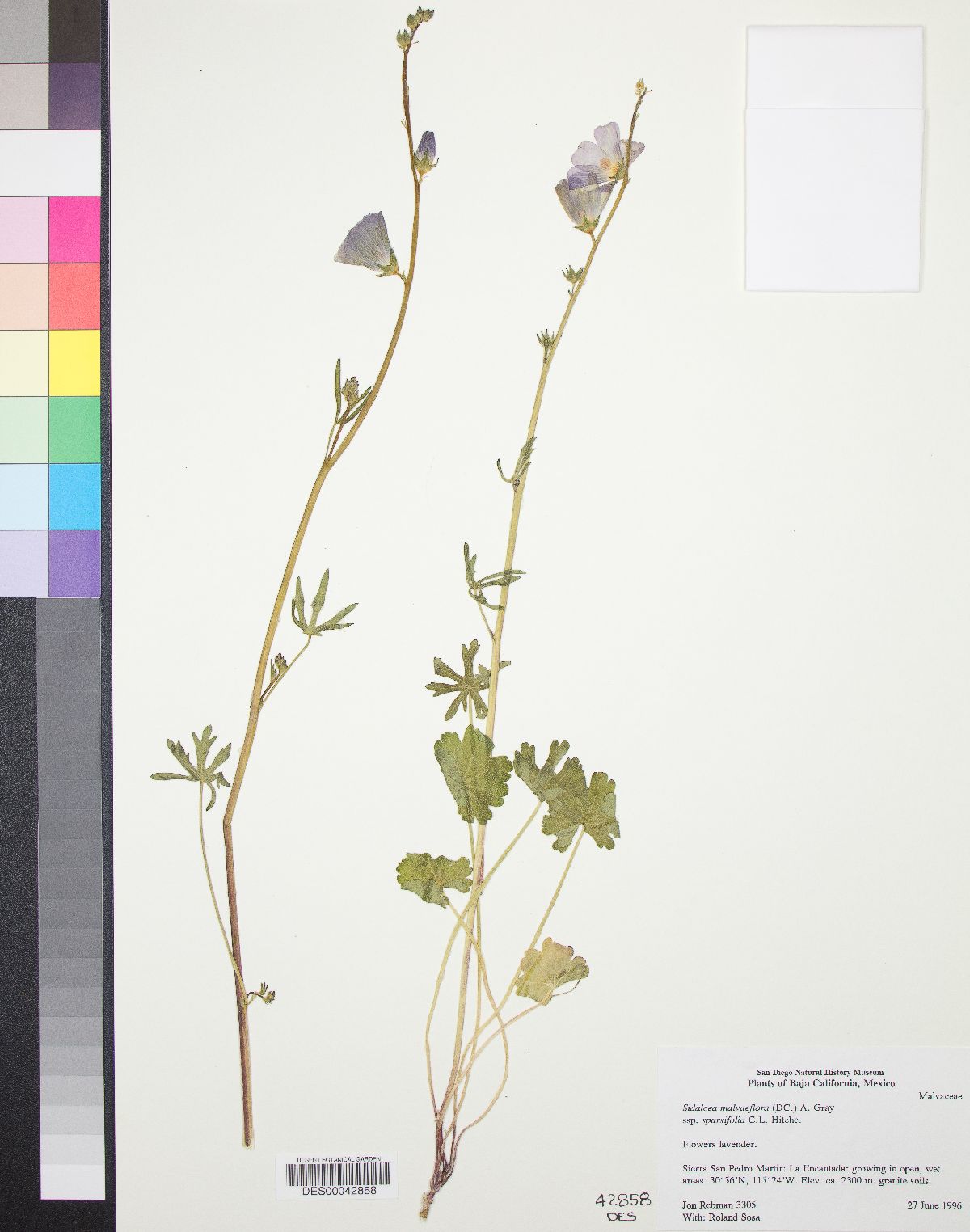 Sidalcea malviflora subsp. sparsifolia image
