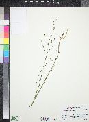 Stephanomeria diegensis image