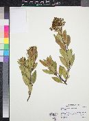 Heteromeles arbutifolia var. arbutifolia image