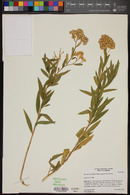 Baccharis salicifolia image