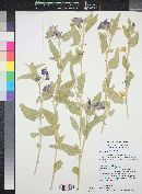 Solanum hindsianum image