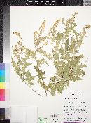 Ambrosia carduacea image