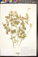 Lupinus hillii var. hillii image