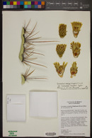 Ferocactus emoryi subsp. rectispinus image