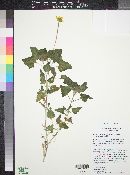 Heliopsis anomala image