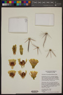 Ferocactus townsendianus image