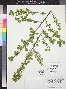 Colubrina viridis image