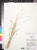 Aristida ternipes image