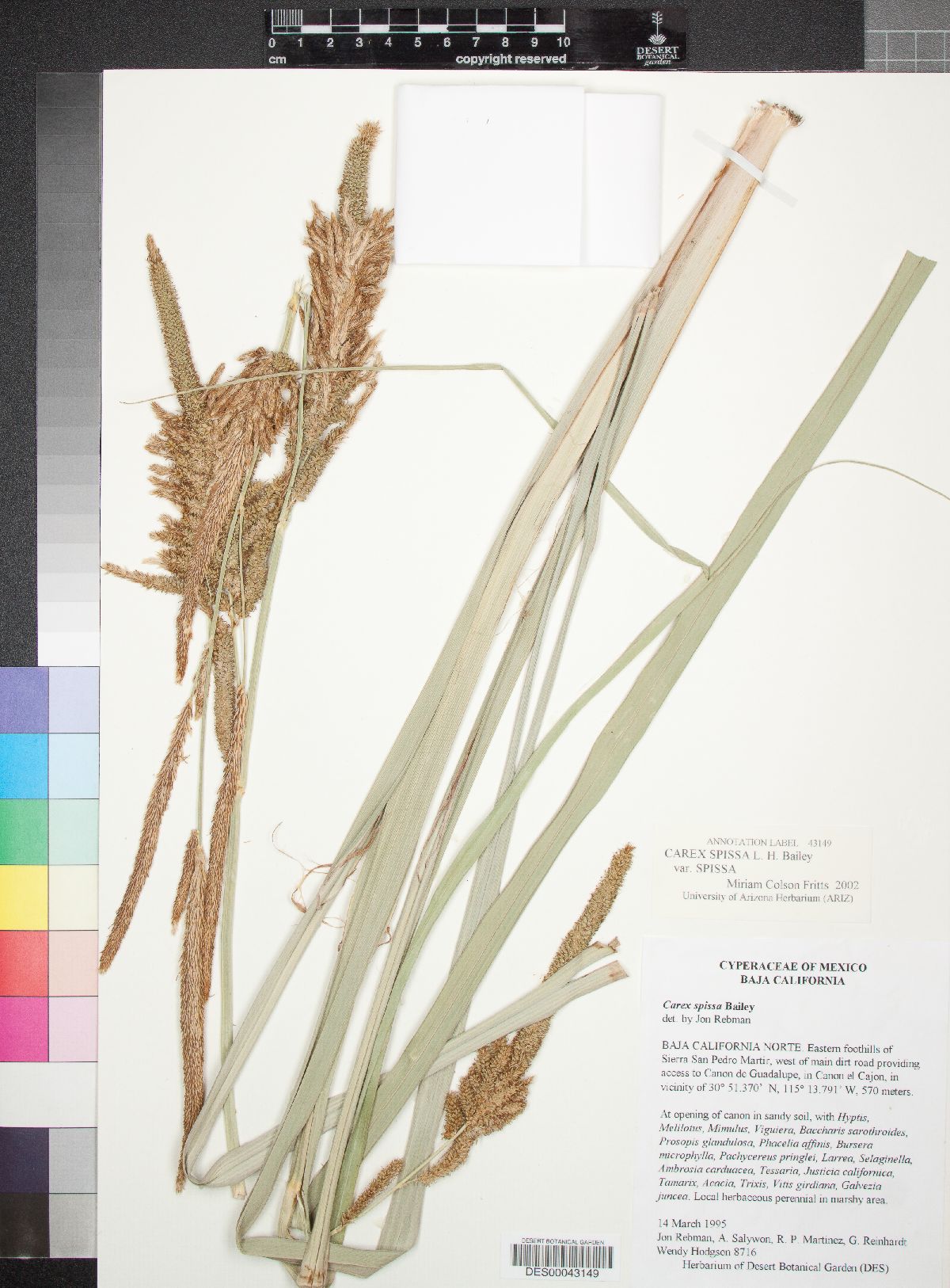 Carex spissa var. spissa image
