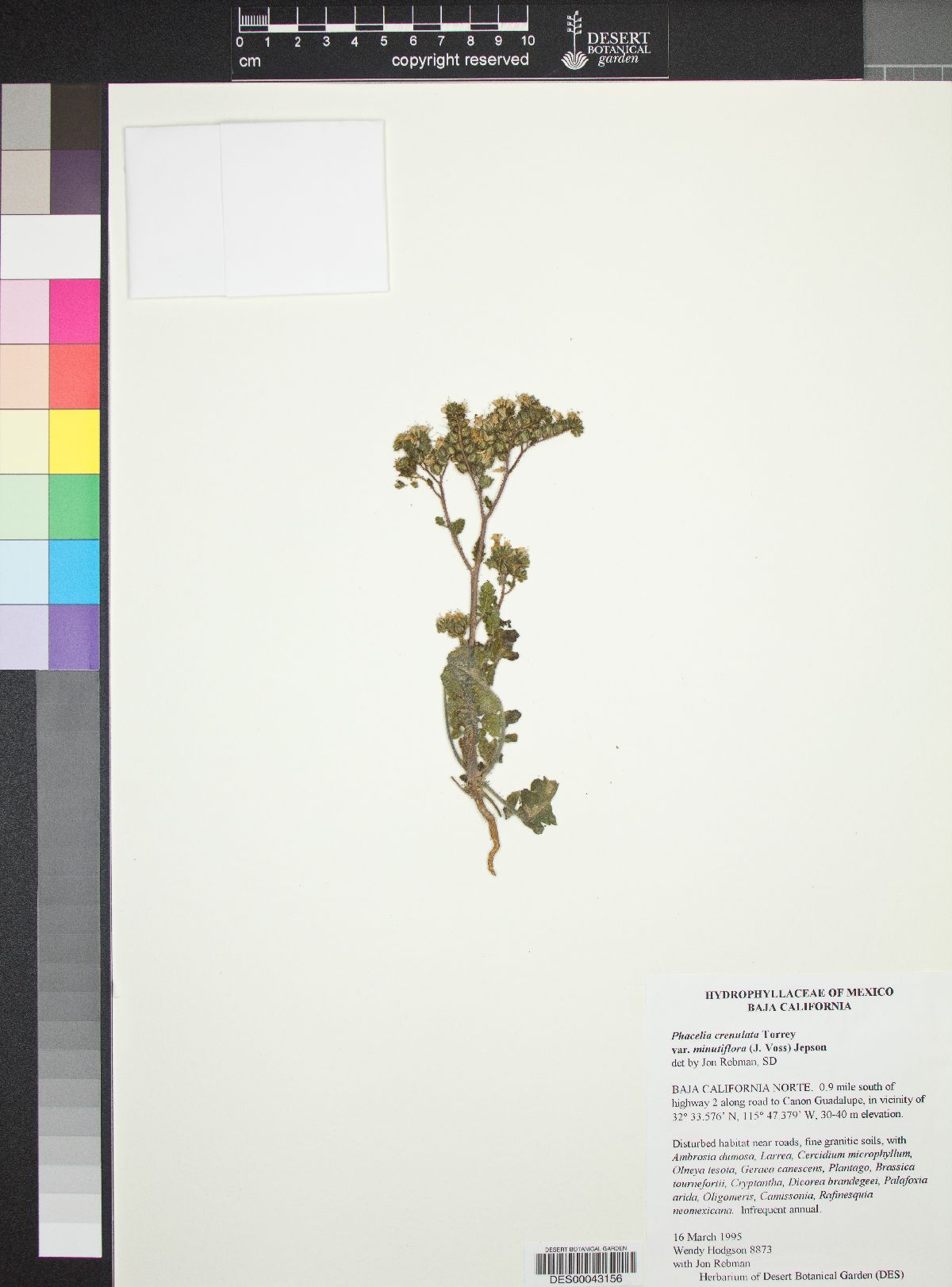 Phacelia crenulata var. minutiflora image