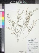 Eriogonum wrightii image