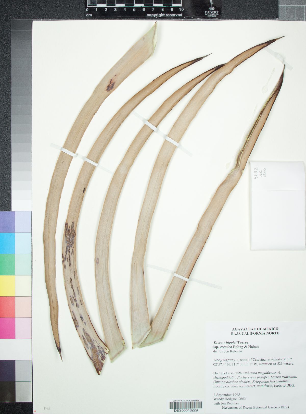 Hesperoyucca peninsularis image
