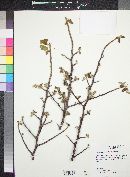 Bursera hindsiana image