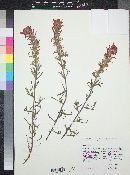 Castilleja chromosa image