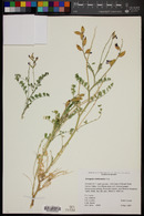 Astragalus mokiacensis image