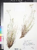 Lomatium parryi image