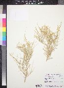 Atriplex polycarpa image