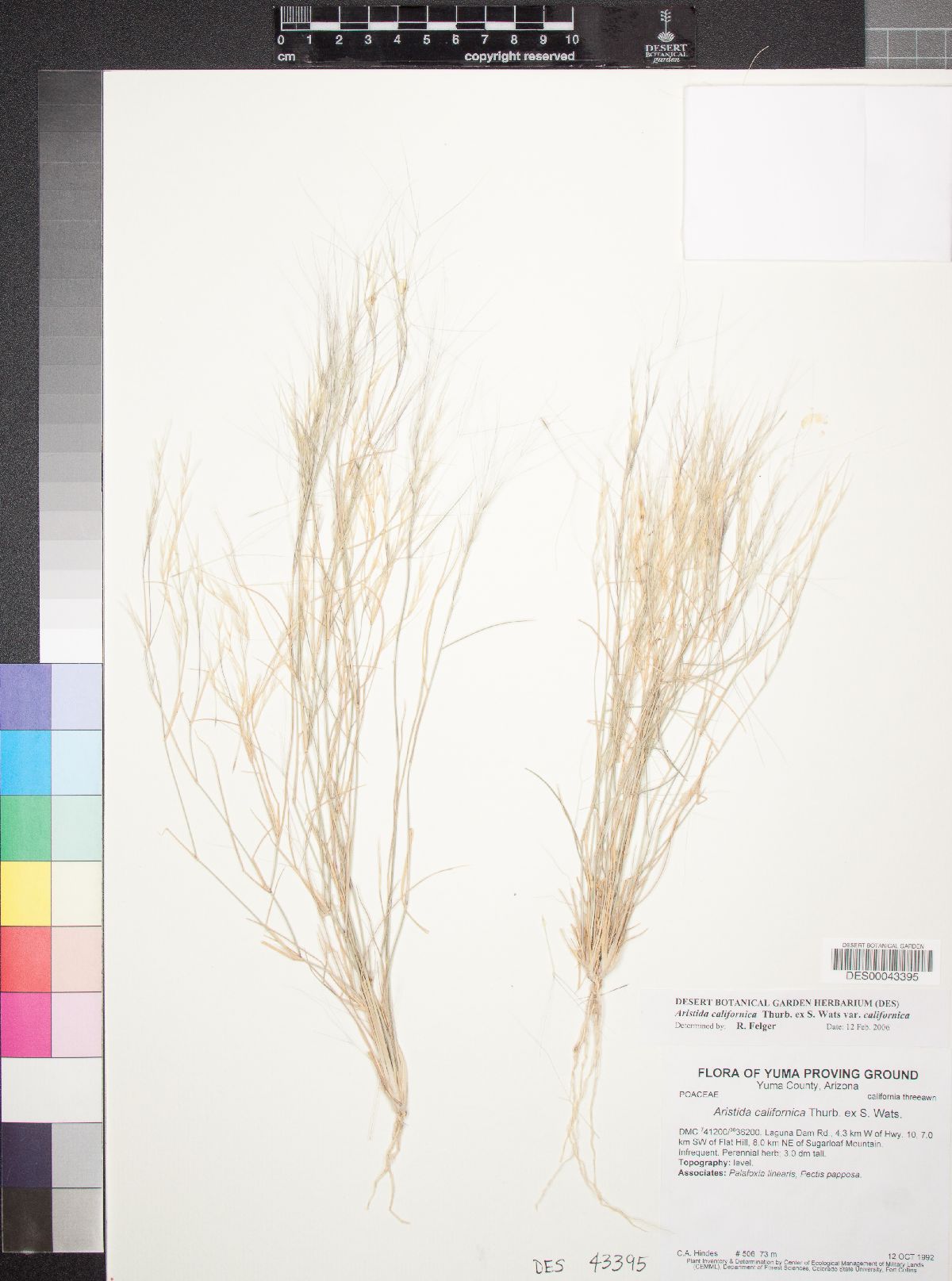 Aristida californica image