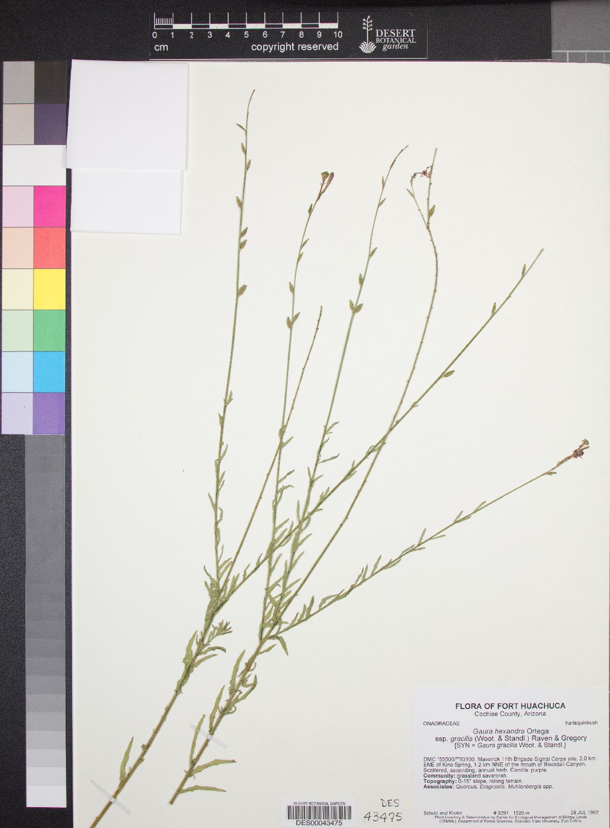 Gaura hexandra subsp. gracilis image