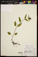 Prunella vulgaris image