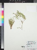 Polygala lindheimeri image