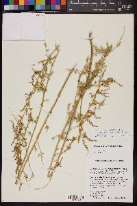 Chenopodium pratericola image