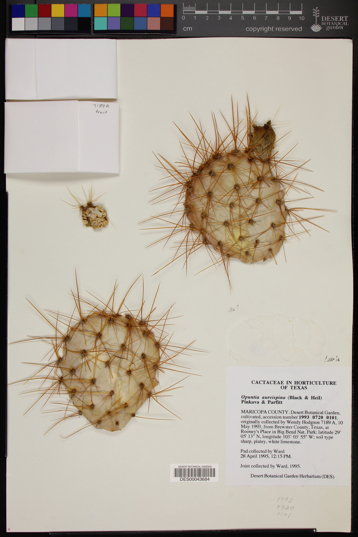 Opuntia aureispina image