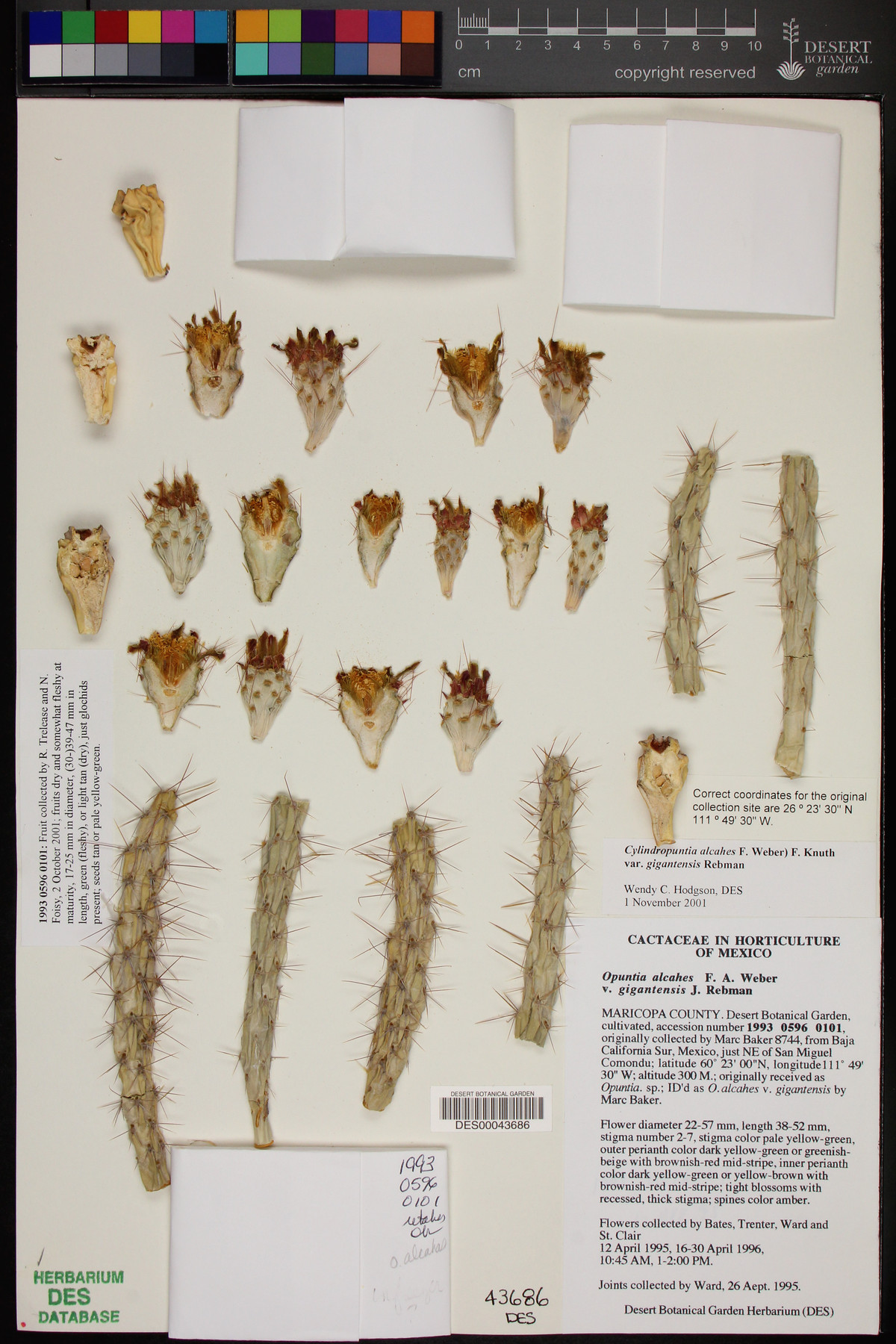 Cylindropuntia alcahes subsp. gigantensis image