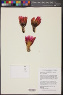 Echinocereus primolanatus image