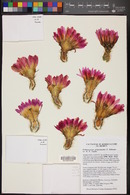 Echinocereus primolanatus image