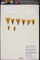 Echinocereus subinermis subsp. ochoterenae image