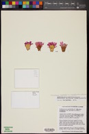 Echinocereus pulchellus image
