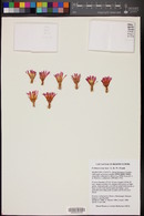 Echinocereus laui image