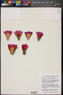 Echinocereus palmeri image