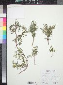 Bursera microphylla image