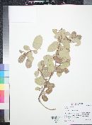 Rhus kearneyi image