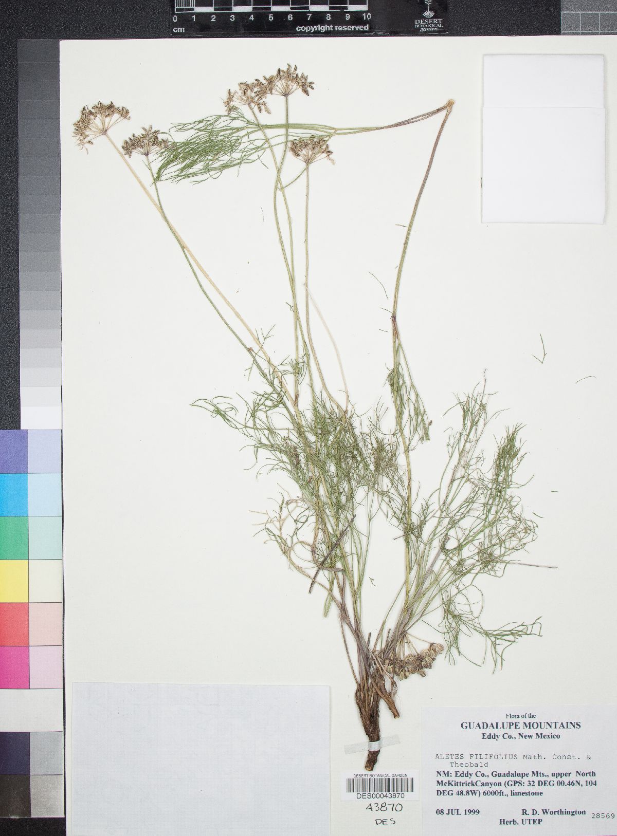 Aletes filifolius image