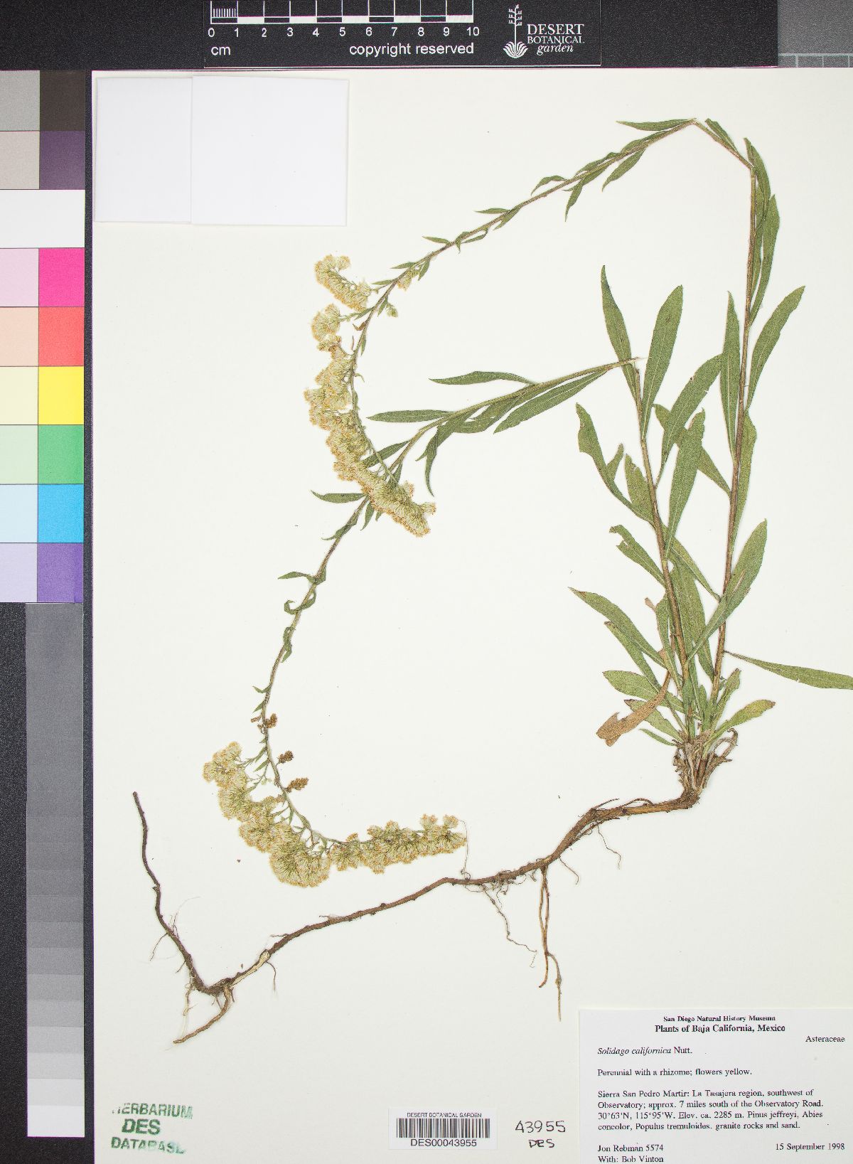 Solidago californica image