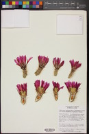 Echinocereus engelmannii image