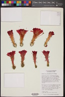 Echinocereus ortegae image