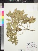 Quercus gambelii image