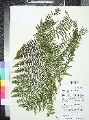 Dryopteris rossii image