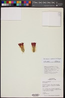 Image of Echinocereus rayonensis