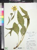 Helianthella quinquenervis image