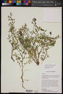 Astragalus mokiacensis image