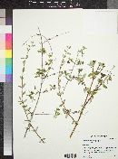 Philadelphus microphyllus image