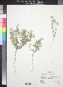 Cryptantha nevadensis image