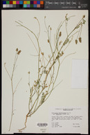 Astragalus didymocarpus image